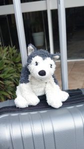 Lost Ikea dog toy Sydney