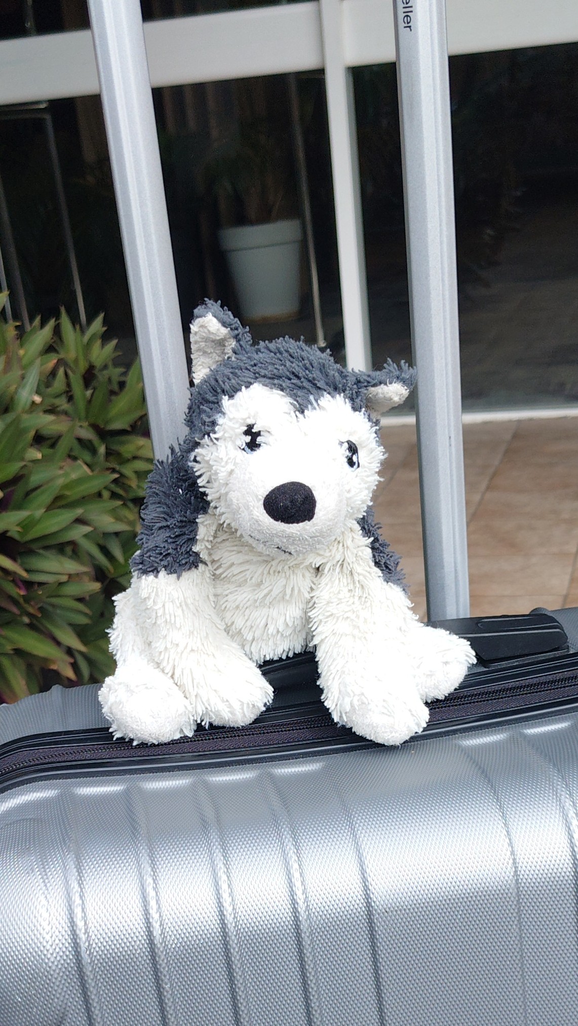 Lost Ikea dog toy Sydney