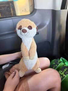 Lost Meerkat toy Sydney