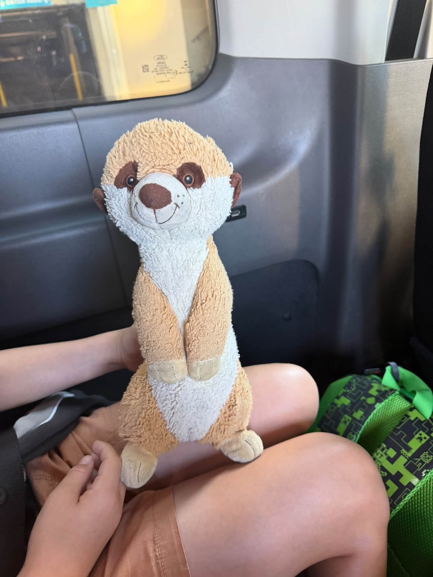 Lost Meerkat toy Sydney